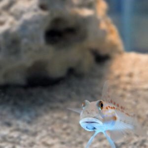 Diamond Watchman Goby