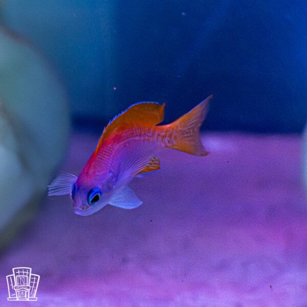 Bimac Anthias