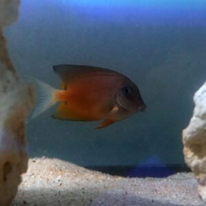 Two Spot Tang
