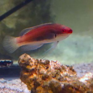 Temminckii Fairy Wrasse