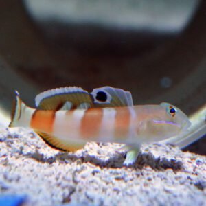 Ward Sleeper Goby