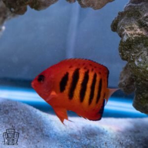 Flame Angelfish