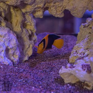 Bicolor angelfish