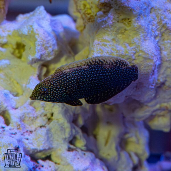 Black Leopard Wrasse