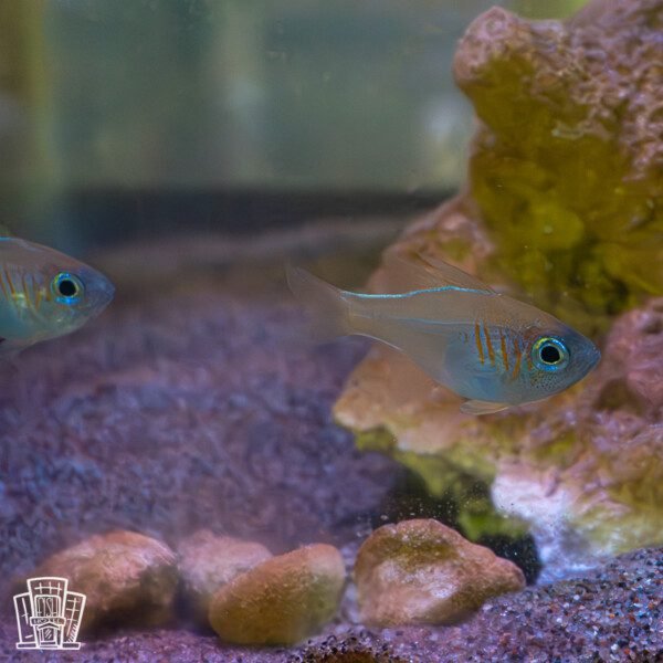 Longspine Cardinalfish