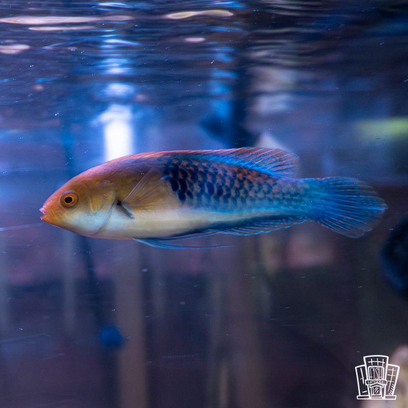 Bluehead Fairy Wrasse