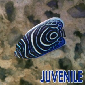Emperor Angelfish