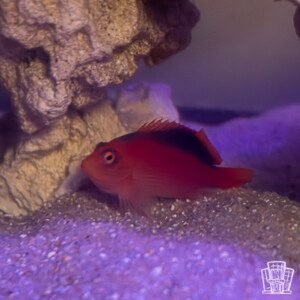 Flame hawkfish