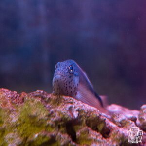 Freckled hawkfish