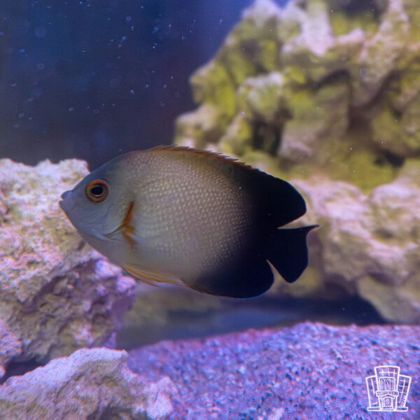 Half Black Angelfish