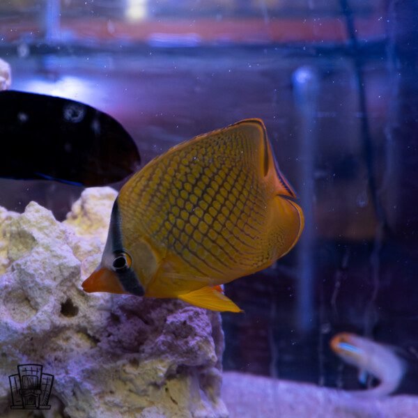 Latticed butterflyfish