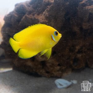 Lemonpeel angelfish