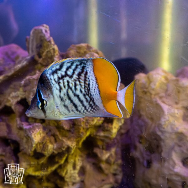 Merten's butterflyfish