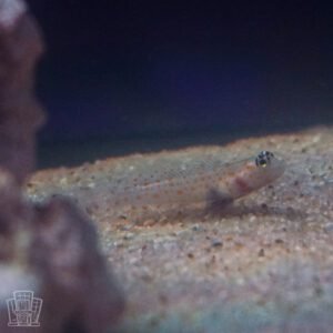 Orange Spot Prawn Goby