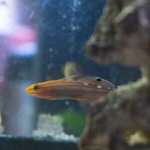 Court Jester Goby