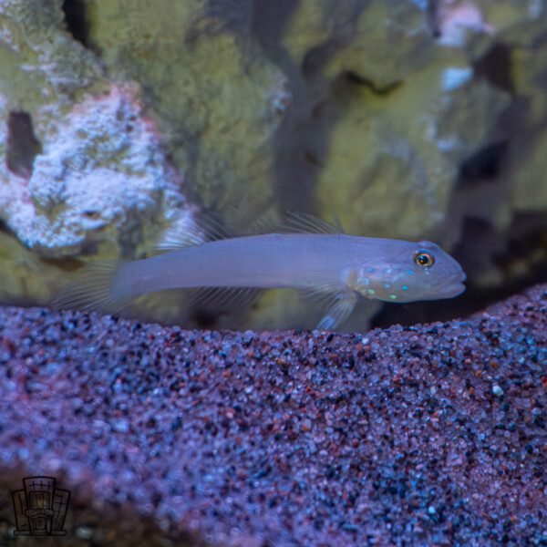 Sleeper blue dot goby