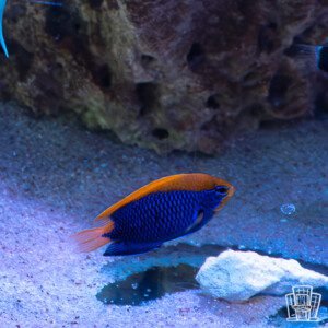 Starcki damsel