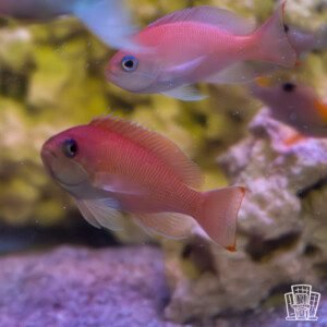 Stocky anthias