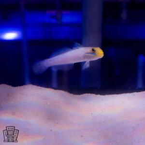 Yellowheaded Sleeper Goby