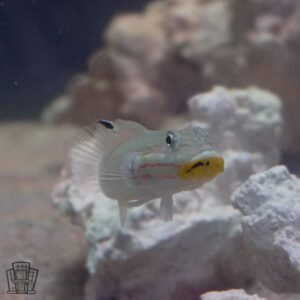 Mural Sleeper Goby