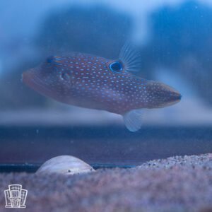 Blue Spotted Puffer