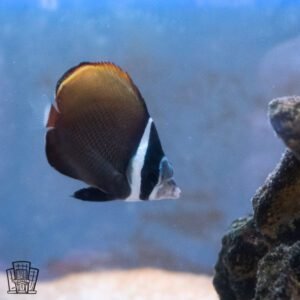 Pakistan Butterflyfish