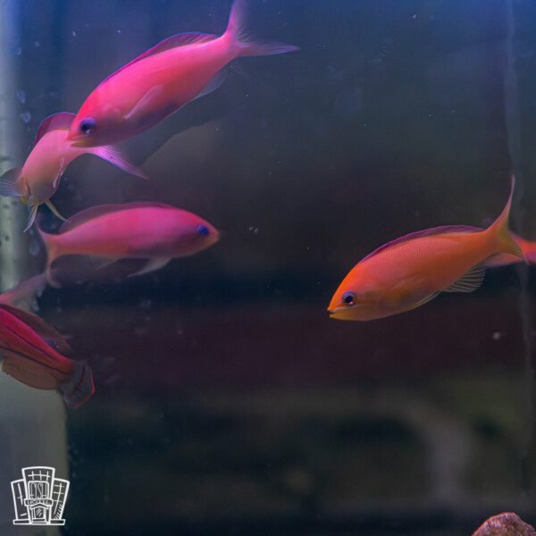 Dispar Anthias