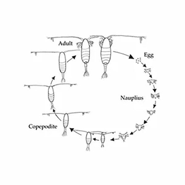 Live Copepods