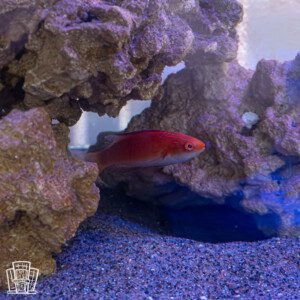 Redfin Wrasse