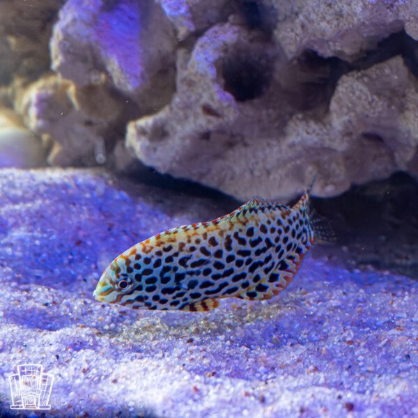 Leopard Wrasse