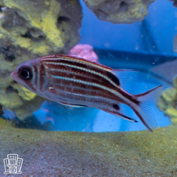 Crown squirrelfish