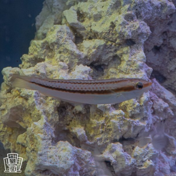 Hartzfelds Wrasse