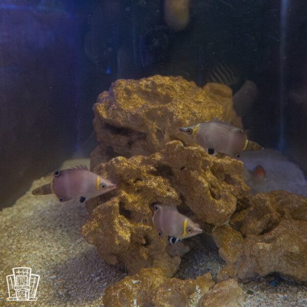 Yellow Banded Possum Wrasse Trio