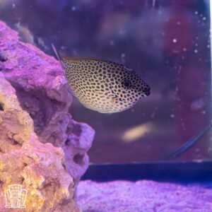 Starry Rabbitfish