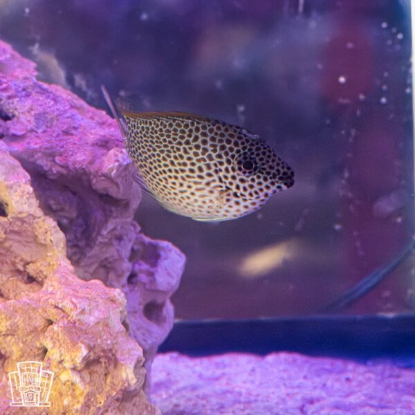 Starry Rabbitfish