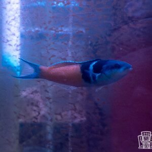 Bluehead Wrasse