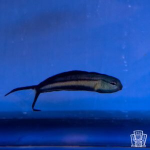 Bundoon Blenny​