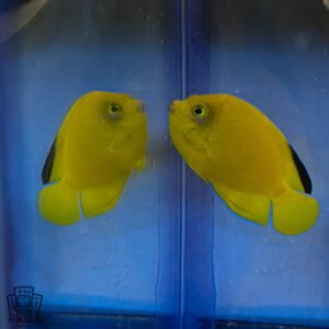 Woodhead's Angelfish