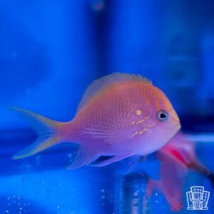 Fathead Sunburst Anthias