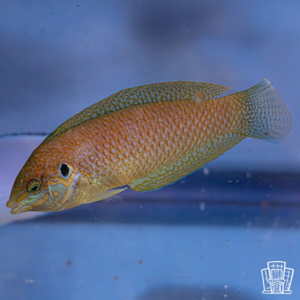 Kuiter's Leopard Wrasse