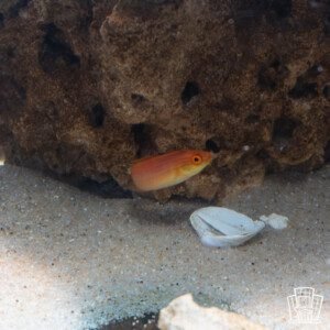 Nahacky's Fairy Wrasse