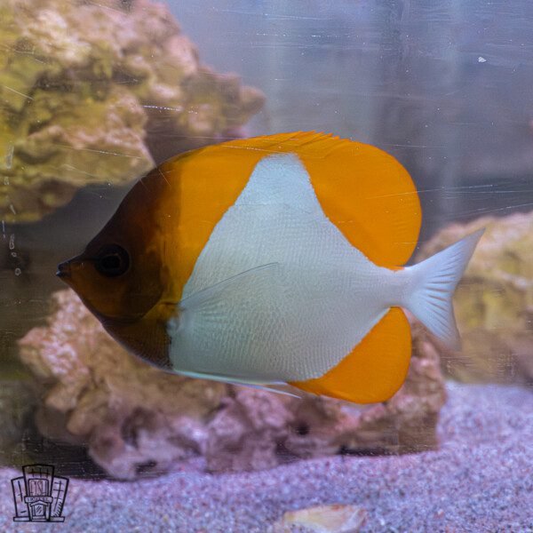 Pyramid Butterflyfish