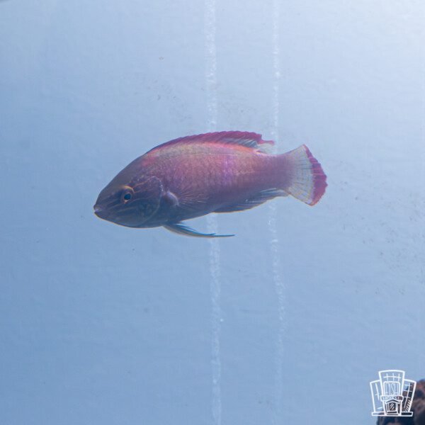 Red Margin Fairy Wrasse
