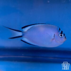 Watanabei Angelfish
