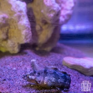 Rhino Blenny